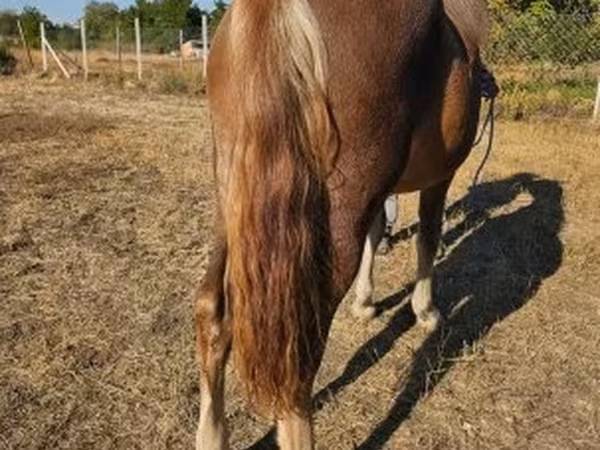Kuda betina, Horses