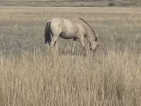 ม้าตัวเมีย, Mugalzhar horse — รูปภาพ 5