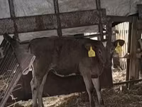 Koe, Charolais cattle — foto 2