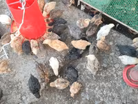 Chickens — รูปภาพ 3