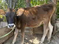 Kuh, Swiss cattle — Foto 2