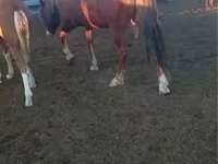 Cavallo, Kazakh horse — foto 2