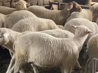 Ido, Sheep — sawirka 2