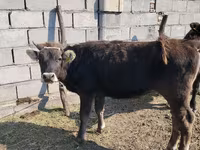 Krava, Skot — foto 2