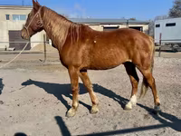 Hengst, Kustanai horse — Foto 7