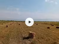 Тук беде, сулуу даны менен пресстелген250штук, Жана жаны полядан — ছবি 1