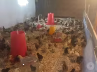 Chickens — foto 1