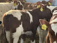 گاو و گوساله (گروه، جنسیت مشخص نشده), Russian Black pied cattle — عکس 4
