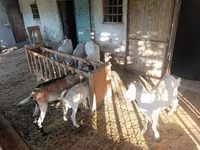 Ziege, Saanen goat — Foto 5