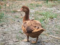 Ducks — புகைப்படம் 2