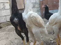 Chickens — foto 3