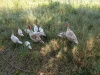 Turkeys — Foto 5