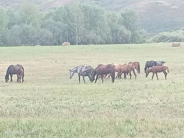 암말, Horse breed