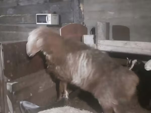 Widder, Hissar sheep