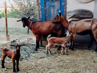 Kozy (partia, płeć nieokreślona), Alpine goat — zdjęcie 1