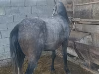 Kůň, Koně — foto 6