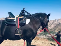 Hingst, Shetland Pony — foto 3