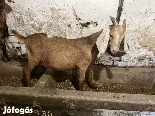 Kozioł, Nubian Goat