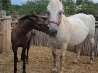Mare, Horses — photo 4