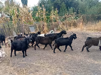 Ged, Alpine goat — foto 3