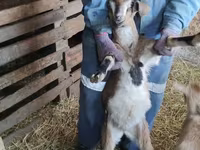 Jarac, Nubian Goat — fotografija 1