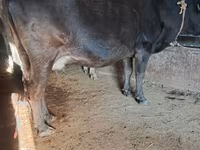 گاو ماده, گاو — عکس 4