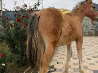 Cavallo, Cavalli — foto 2