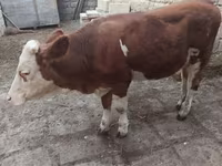 گاو ماده, Simmental cattle — عکس 4