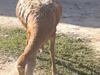 Pecora, Arashan sheep — foto 6