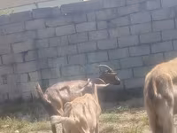 Kambing betina, Goats — foto 2