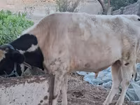 Boğa, Sığır — foto 4