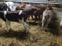 Tyre, Simmental cattle — foto 2