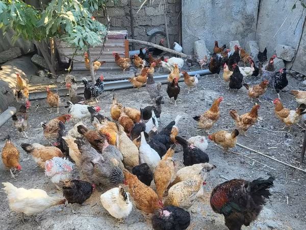 Chickens