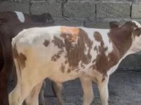 Lembu jantan, Aberdeen-Angus — foto 4