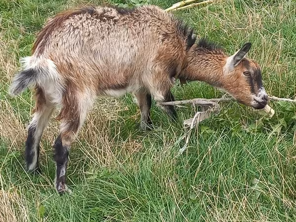 Koza, Kozy