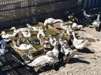 Ducks — Foto 8