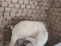 Echki, Alpine goat — 4-rasm