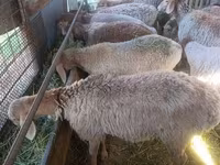 Schaf, Arashan sheep — Foto 2