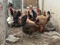 Chickens — عکس 2