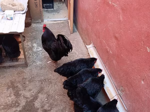 Australorp