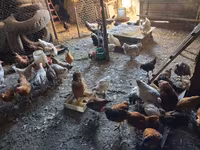 Chickens — تصویر 2