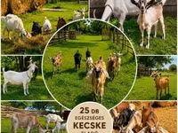 ወንድ ፍየል, Goats — ፎቶ 2