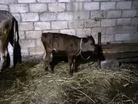 Mucca, Bovini — foto 3