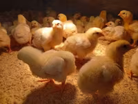 Chickens — foto 3