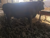 Говбуз, Russian Black pied cattle — акс 4