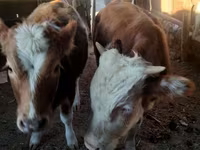 Cavallo, Cavalli — foto 4