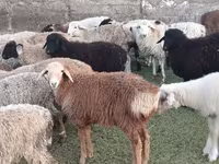 قوچ, گوسفند — عکس 3