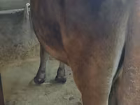 Mucca, Bovini — foto 1