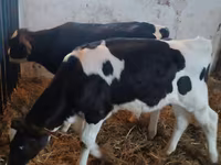Bou, Russian Black pied cattle — foto 1