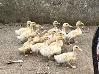 Amerikai Pekin — 1. fotó